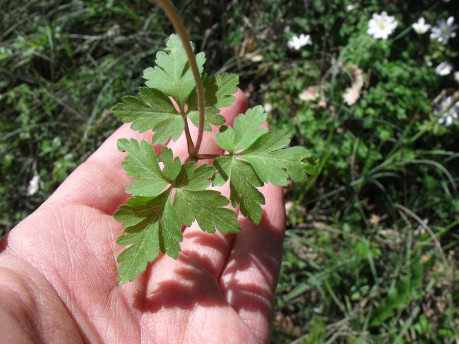 Anemone apennina